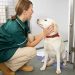 Thumbnail for Animal Shelter Appreciation Week