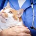 Thumbnail for Say “Thank You!” During National Veterinary Technicians Week (Oct 17-23)