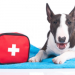 Thumbnail for April is National Pet First Aid Awareness Month