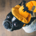 Thumbnail for Halloween Safety and Your Pets