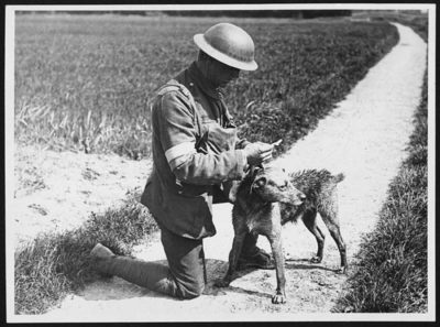 image for Remembering the Animals Who Served in the First World War